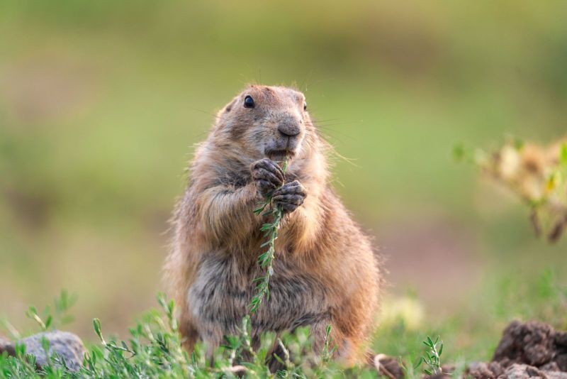 Marmot trail